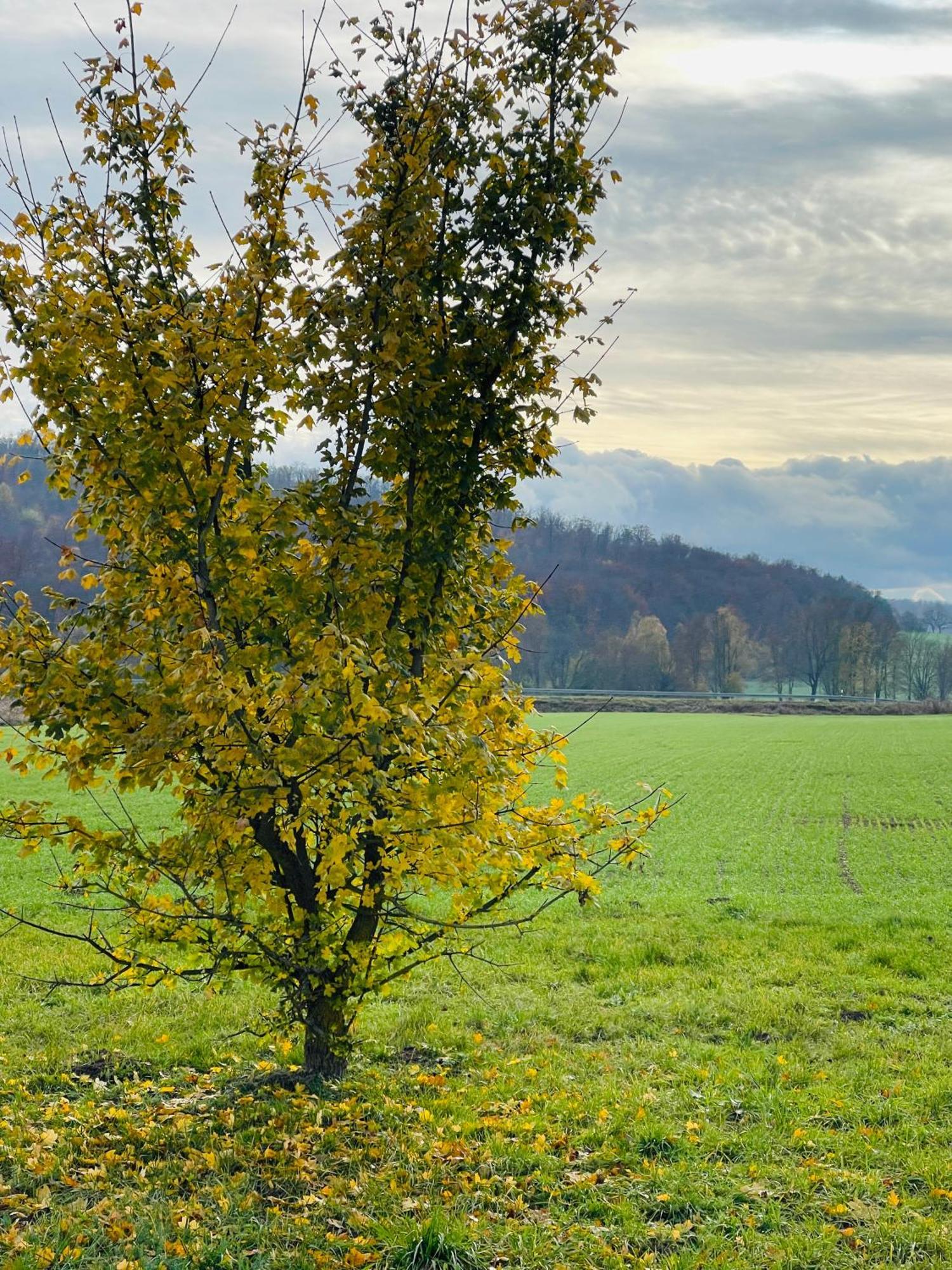 Fewo Uettingen Mitte Zewnętrze zdjęcie
